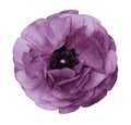 Ranunculus purple Bright flower buttercup on isolated whitebackground with clipping path without shadows. Close-up. For des