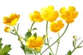 Ranunculus repens (Creeping Buttercup)