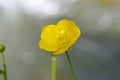 Ranunculus repens flower close up