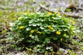 Ranunculus repens, the creeping buttercup Royalty Free Stock Photo