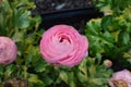 Pink Ranunculus, Persian buttercup flowers