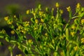 Ranunculus sceleratus, Celery-leaved buttercup, Ranunculaceae. Wild plant photographed in the spring