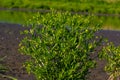 Ranunculus sceleratus, Celery-leaved buttercup, Ranunculaceae. Wild plant photographed in the spring