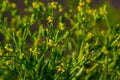 Ranunculus sceleratus, Celery-leaved buttercup, Ranunculaceae. Wild plant photographed in the spring
