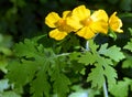 Ranunculus septentrionalis, the swamp buttercup, Royalty Free Stock Photo