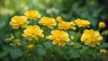 Ranunculus vernalis in the garden yellow flowers Royalty Free Stock Photo