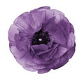 Ranunculus violet. Purple flower buttercup on isolated white background with clipping path without shadows. Close-up. For Royalty Free Stock Photo