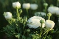 Ranunculus white and daffodils. white flowers in the spring morning garden in the sun.Floriculture concept. Growing