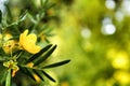 Ranunculus yellow flowers in the garden under the sun Royalty Free Stock Photo