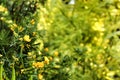 Ranunculus yellow flowers in the garden under the sun