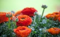 Ranunkel Elegance ÃÂ ranunculus orange macro Royalty Free Stock Photo
