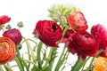 Ranunkulyus bouquet of red flowers on a white background