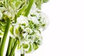 Ranunkulyus bouquet of red flowers on a white background