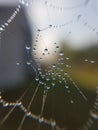 Spider net and drops