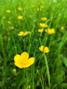 Yellow flower on green background RanÃÂºnculus ÃÂ¡cris