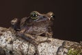 Raorchestes chlorosomma or Green eyed Bush frog on the stem seen at Munnar,Kerala,India