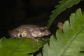 Raorchestes Dubois bush frog on leaf seen at Munnar,Kerala,India