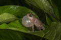 Raorchestes griet bush frog calling seen at Munnar,Kerala,India