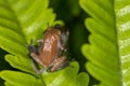 Raorchestes griet bush frog mating seen at Munnar,Kerala,India