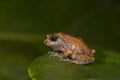 Raorchestes griet Bush Frog seen near Munnar,Kerala,India