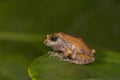 Raorchestes griet, endemic to the Western Ghats south of the Palghat Gap in Kerala and Tamil Nadu, Munnar, Kerala