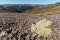 Raoulia eximia plant growing on slope in Southern Alps