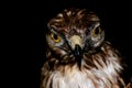 Rapacious bird on black background Royalty Free Stock Photo