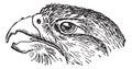 Rapacious Falcon headed, vintage engraving