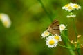 Rapala nissa butterfly nectaring on flower