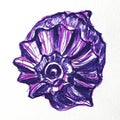 Rapana mollusk shell in purple face, watercolor sketch, illustration, isolate