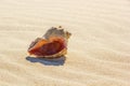 Rapana on rippled sand in the sea coast Royalty Free Stock Photo