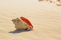 Rapana on rippled sand in the sea coast Royalty Free Stock Photo