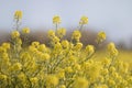 rapaseed (Brassica napus) flower Royalty Free Stock Photo