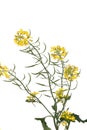 rapaseed (Brassica napus) flower Royalty Free Stock Photo