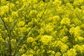 rapaseed (Brassica napus) flower Royalty Free Stock Photo