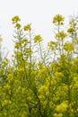 rapaseed (Brassica napus) flower Royalty Free Stock Photo