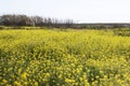 rapaseed (Brassica napus) flower