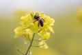 rapaseed flower with honey bee Royalty Free Stock Photo