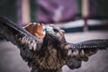 rapax, exhibition of birds of prey in a medieval fair, detail of Royalty Free Stock Photo