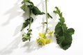 bloom, (Brassica napus), close-up Royalty Free Stock Photo