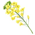 Rape blossom, flowering rapeseed canola or colza, blooming brassica napus flower, plant for oil industry and green Royalty Free Stock Photo