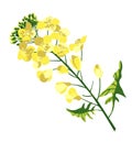 Rape blossom, flowering rapeseed canola or colza, blooming brassica napus yellow flower, oil seed, plant for oil