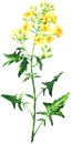 Rape blossom, flowering rapeseed canola or colza, blooming brassica napus yellow flower, plant for oil industry and Royalty Free Stock Photo
