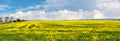 Rape blossoms in a spring field, panorama. Rapeseed cultivation Royalty Free Stock Photo