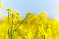 (canola) blossom