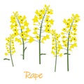 canola flower isolated vector