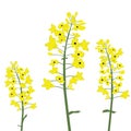 canola flower vector