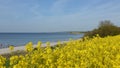 field on the Baltic Sea coast in spring