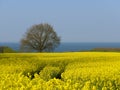 field on the Baltic Sea coast in spring Royalty Free Stock Photo