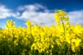 Rape field. Blooming canola flowers close up. Rapeseed on the field in summer. Yellow rapeseed on blue sky background. Flowering Royalty Free Stock Photo